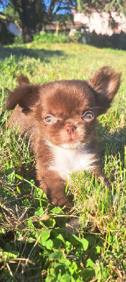 Les chiots de Chihuahua