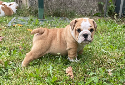 Les chiots de Bulldog Anglais