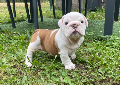 Les chiots de Bulldog Anglais