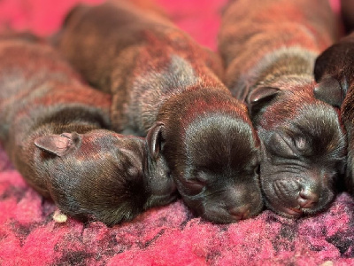 Les chiots de Staffordshire Bull Terrier