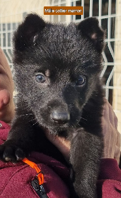 Les chiots de Berger Allemand