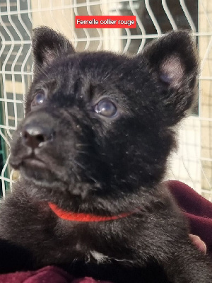 Les chiots de Berger Allemand