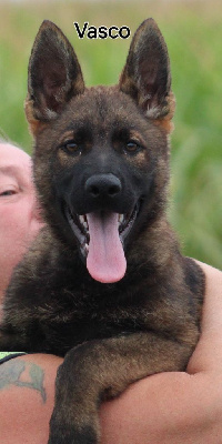 Les chiots de Berger Allemand