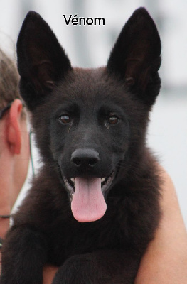 Les chiots de Berger Allemand