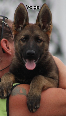 Les chiots de Berger Allemand