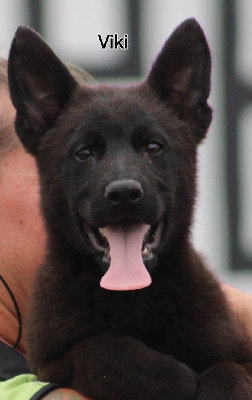 Les chiots de Berger Allemand