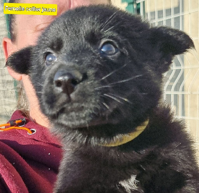 Les chiots de Berger Allemand