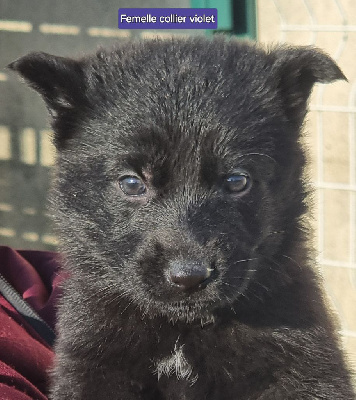 Les chiots de Berger Allemand