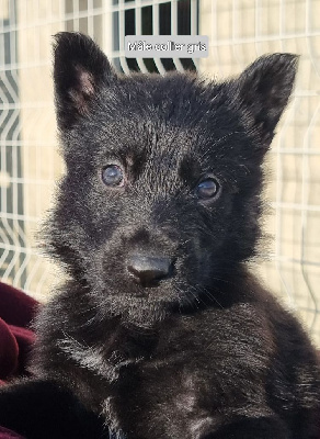 Les chiots de Berger Allemand