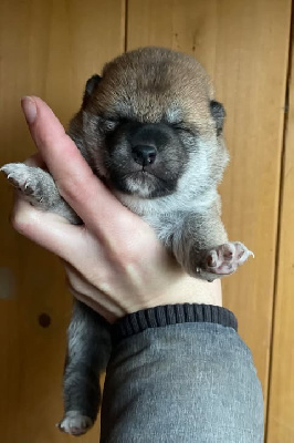 Les chiots de Shiba