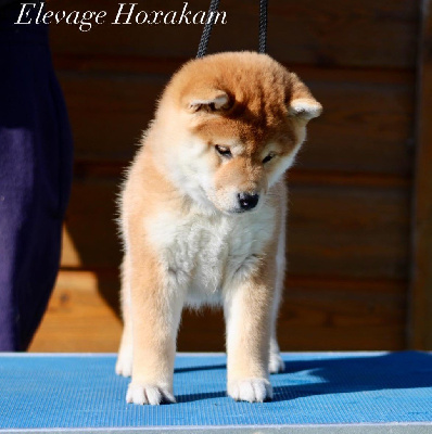 Les chiots de Shiba