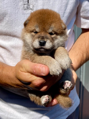 Les chiots de Shiba