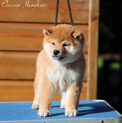 Les chiots de Shiba