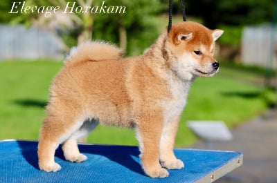 Les chiots de Shiba