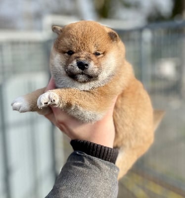 Les chiots de Shiba