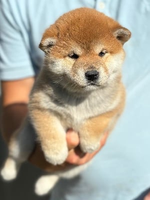 Les chiots de Shiba