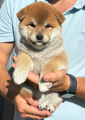 Les chiots de Shiba