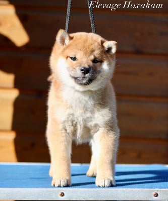 Les chiots de Shiba