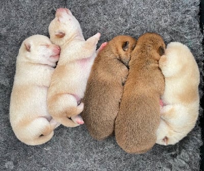 Les chiots de Shiba