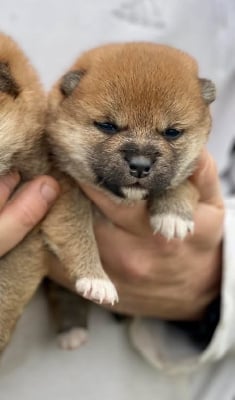 Les chiots de Shiba