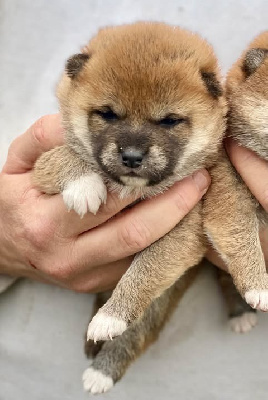 Les chiots de Shiba