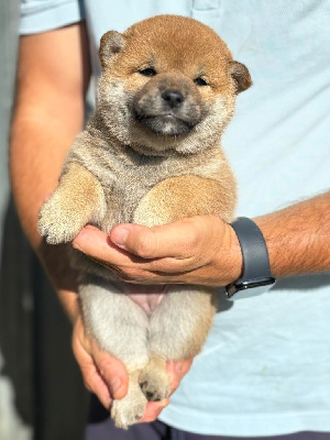 Les chiots de Shiba