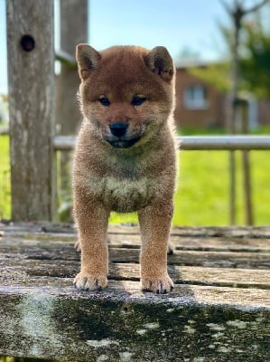 Les chiots de Shiba