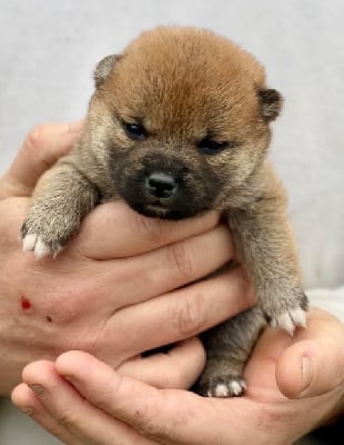 Les chiots de Shiba