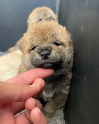 Les chiots de Shiba