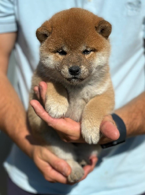 Les chiots de Shiba