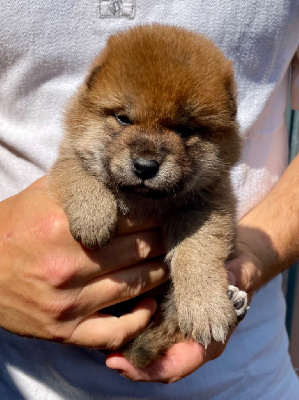 Les chiots de Shiba