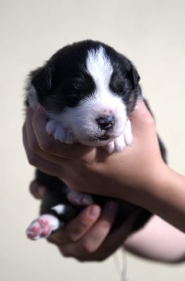 Les chiots de Berger Australien