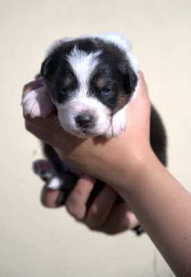 Les chiots de Berger Australien