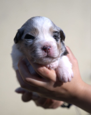 Les chiots de Berger Australien