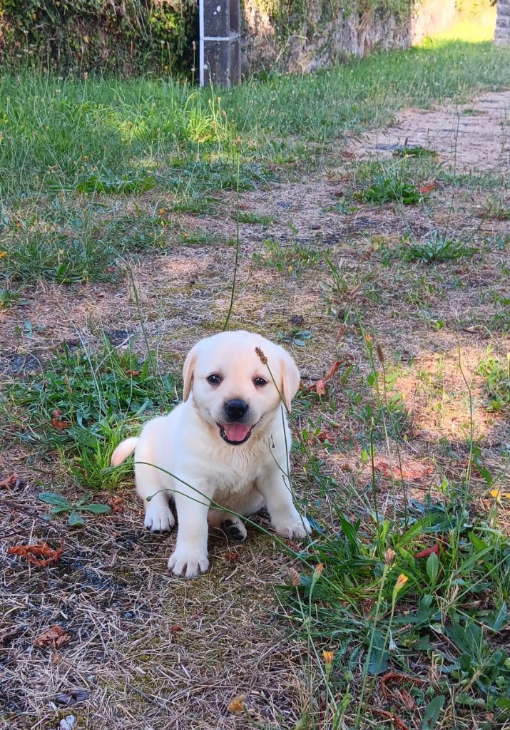 CHIOT 5 - Labrador Retriever