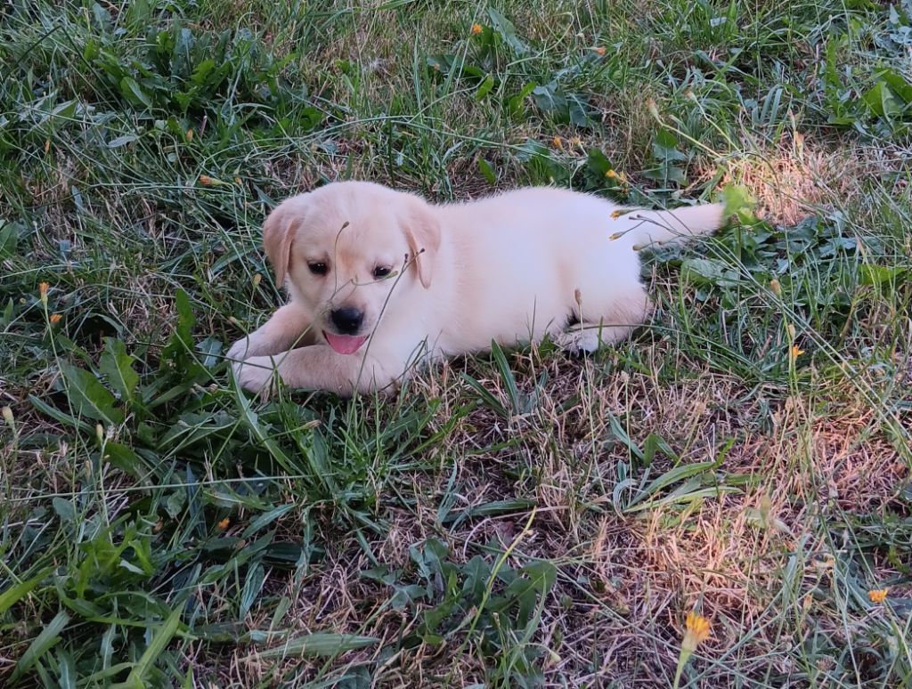 CHIOT 7 - Labrador Retriever