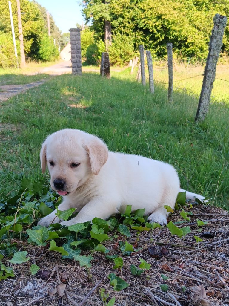 CHIOT 3 - Labrador Retriever