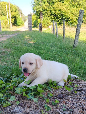 Les chiots de Labrador Retriever