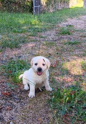 Les chiots de Labrador Retriever