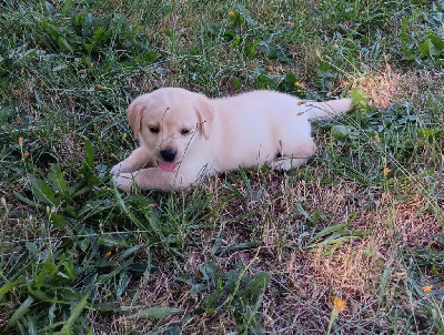 Les chiots de Labrador Retriever