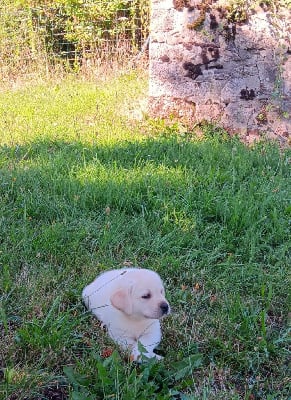 Les chiots de Labrador Retriever