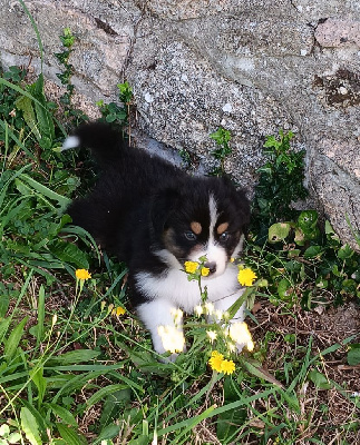 Les chiots de Berger Australien