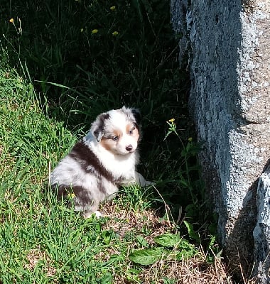 Les chiots de Berger Australien