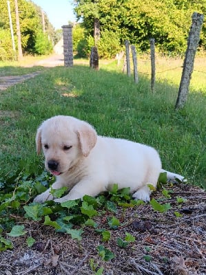 Les chiots de Labrador Retriever