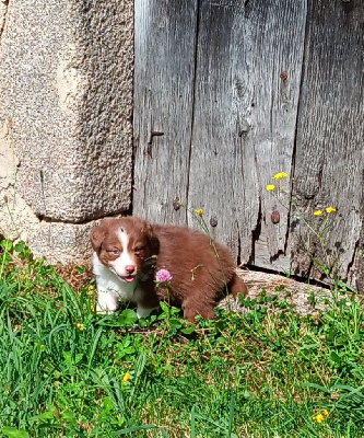 Les chiots de Berger Australien