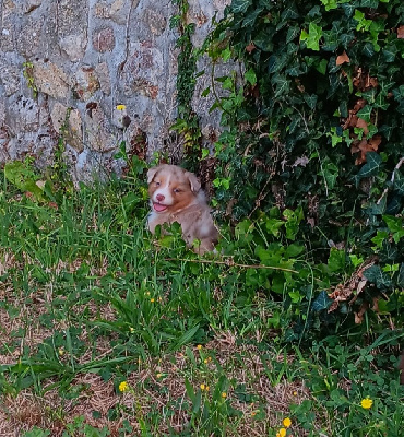 Les chiots de Berger Australien