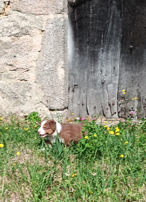 Les chiots de Berger Australien