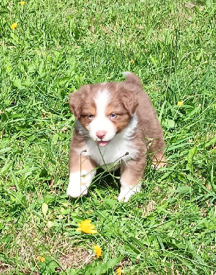 Les chiots de Berger Australien