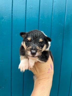 Les chiots de Colley à poil long