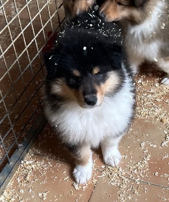 Les chiots de Colley à poil long